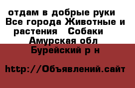 отдам в добрые руки - Все города Животные и растения » Собаки   . Амурская обл.,Бурейский р-н